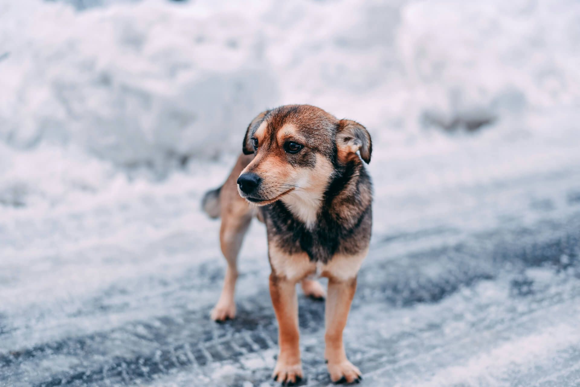 cold dog out in the snow