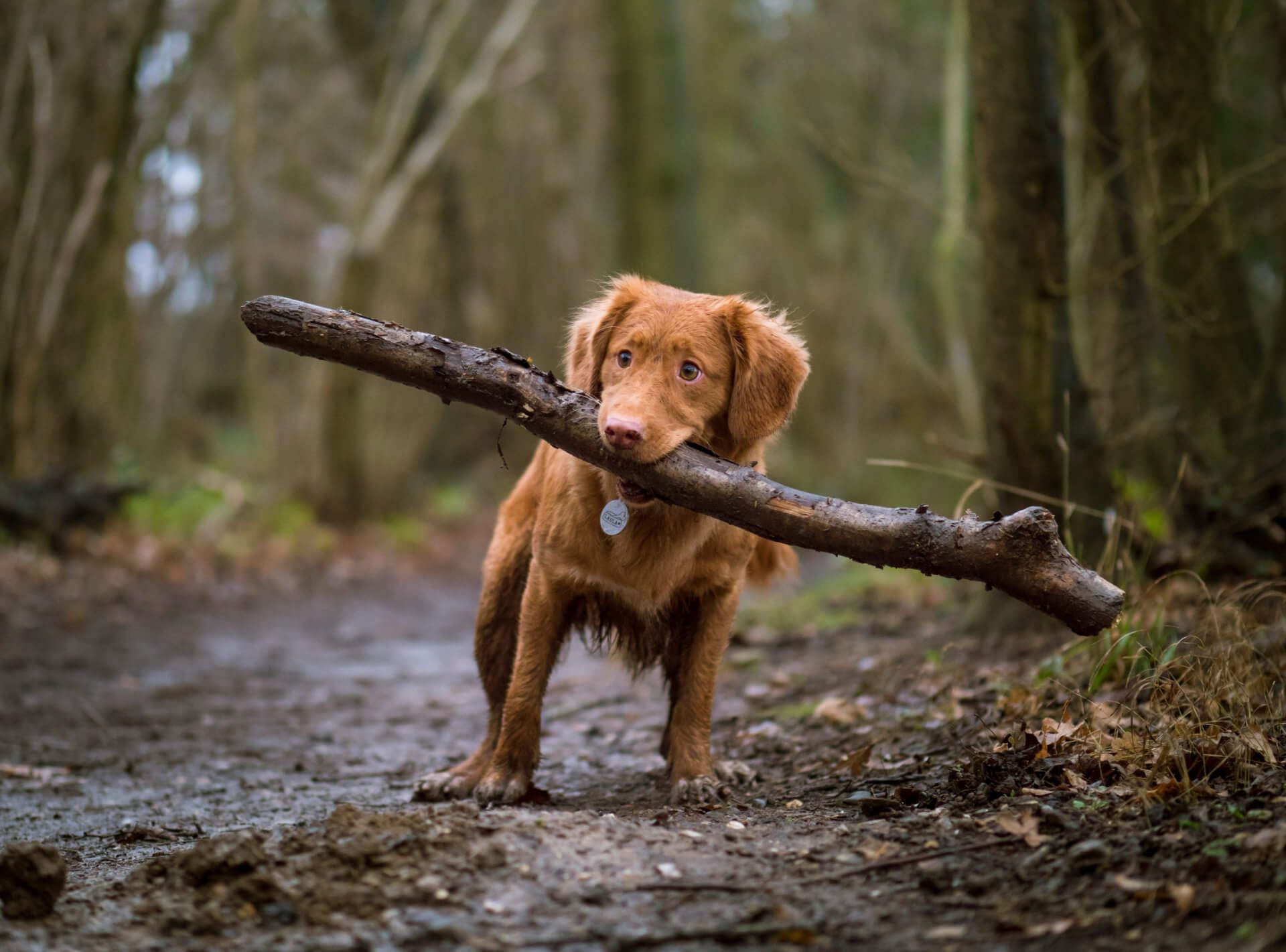 little brown dog carrying a large stick
