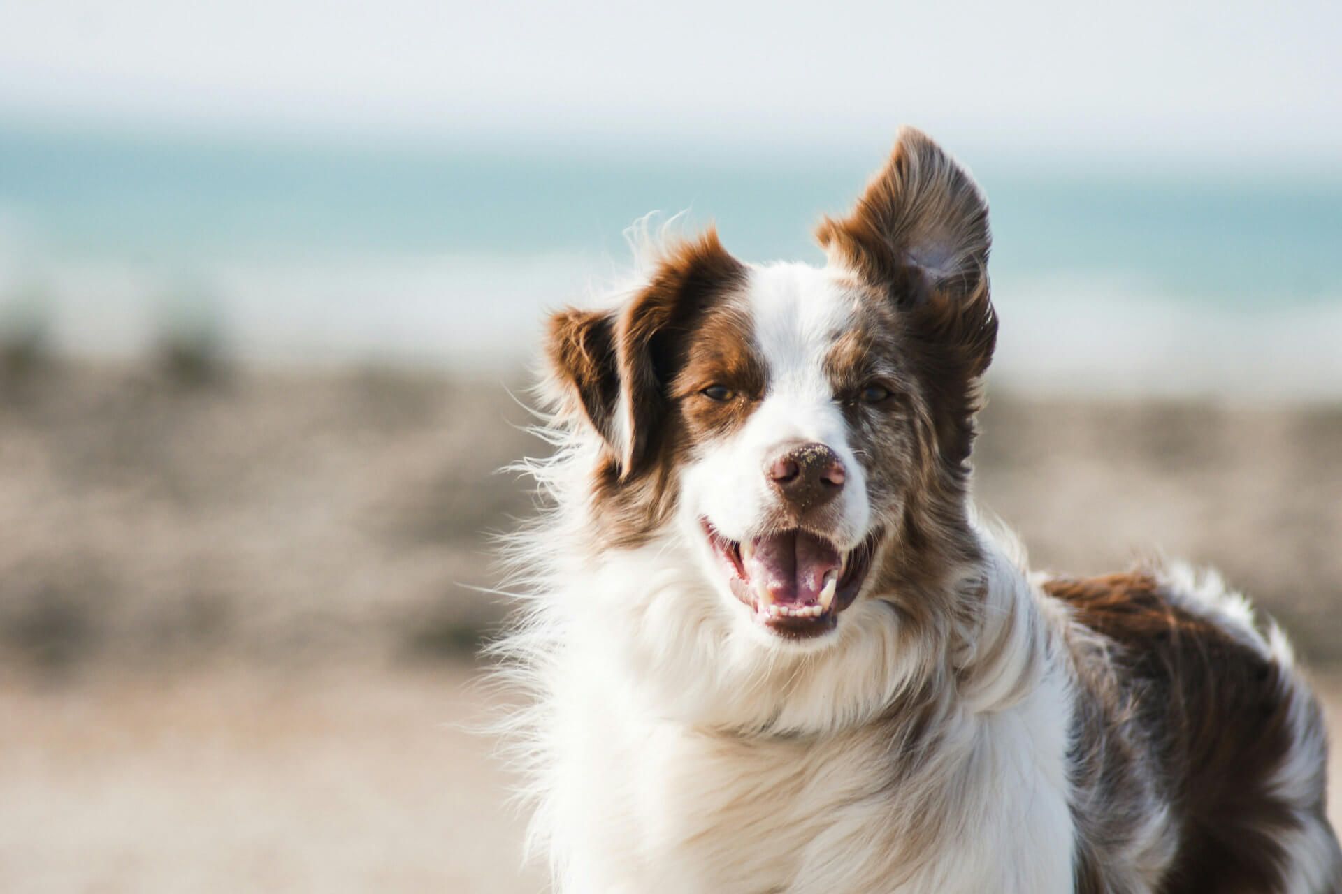 happy dog on the beach with one ear up