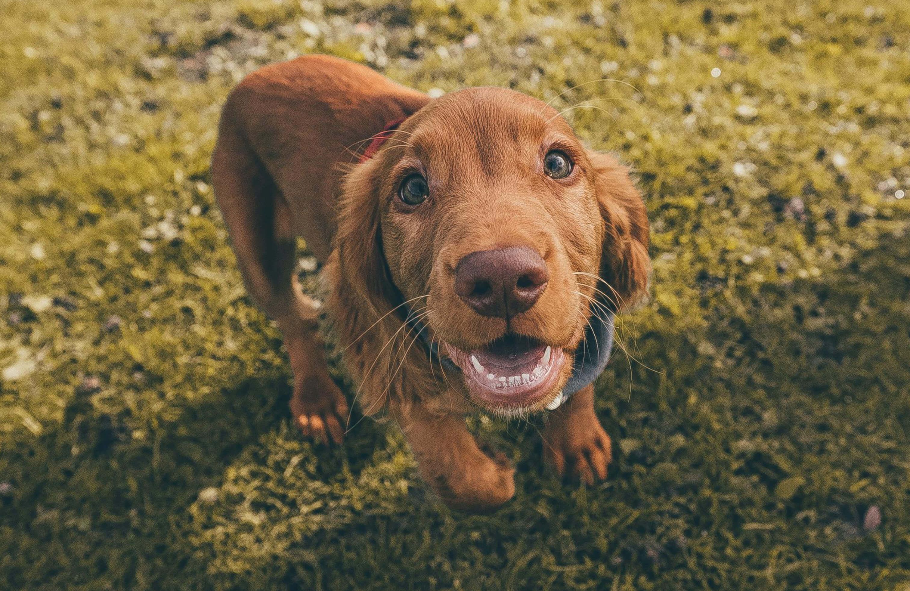 happy spaniel looking at the camera on a winter walk