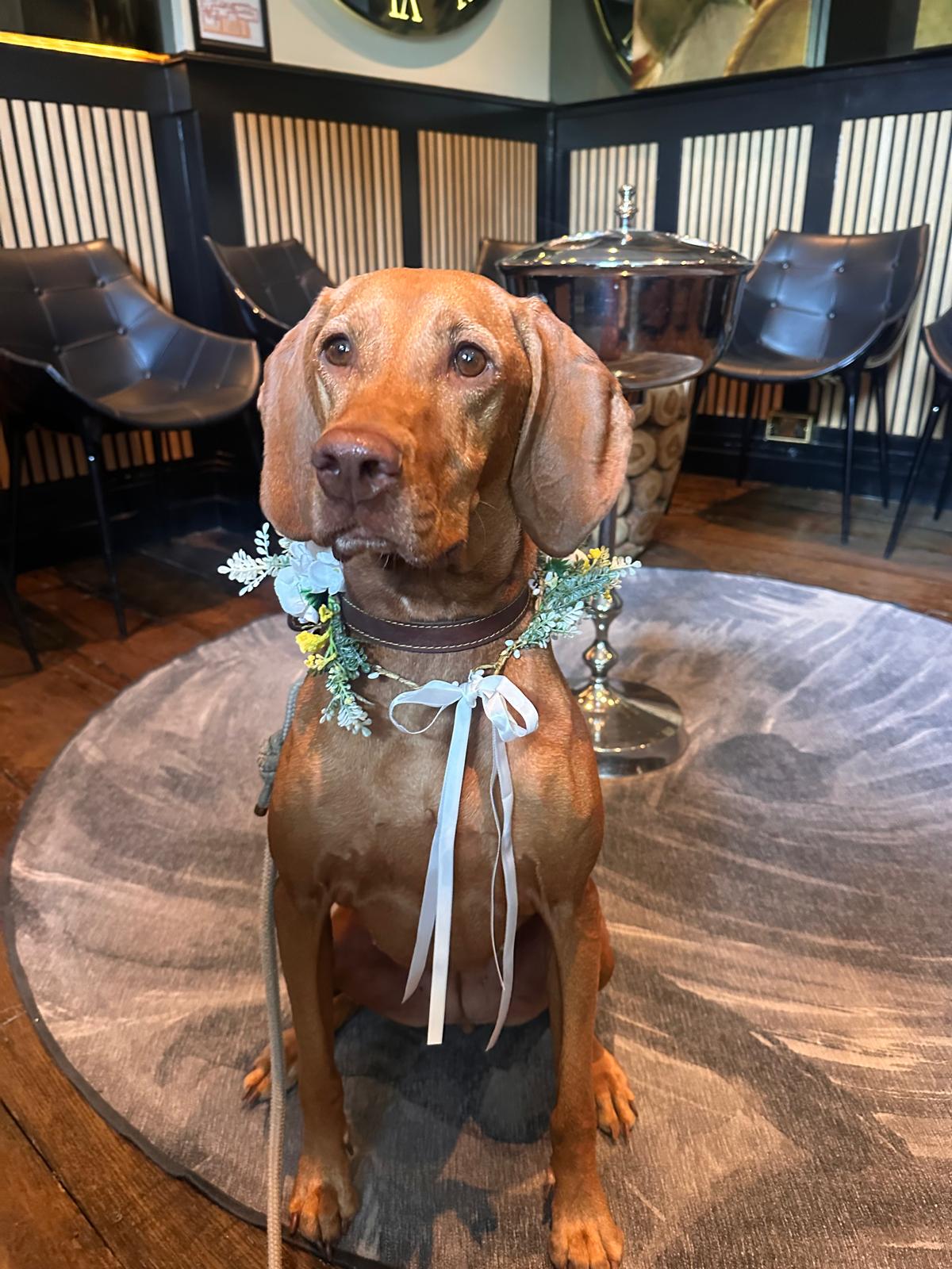 beautiful vizsla wearing a floral collar at a wedding venue